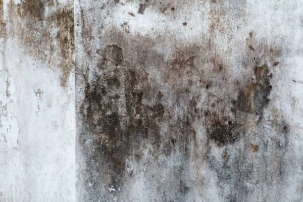 Best Mold-Related Health Consultation  in Sicklerville, NJ