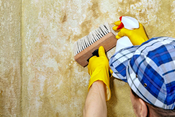 Best Mold Damage Restoration  in Sicklerville, NJ