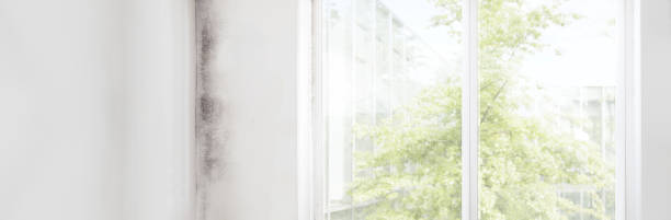 Best Mold Odor Removal Services  in Sicklerville, NJ