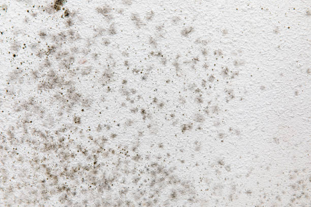 Best Biohazard Mold Removal  in Sicklerville, NJ