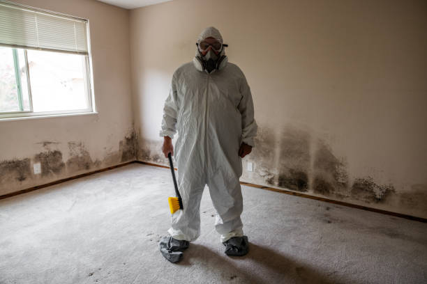 Mold Odor Removal Services in Sicklerville, NJ