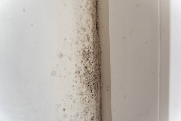 Best Basement Mold Removal  in Sicklerville, NJ
