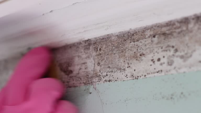 Best Post-Construction Mold Inspection  in Sicklerville, NJ